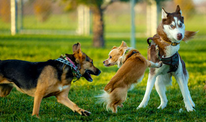 chiens réactifs humain - congénères