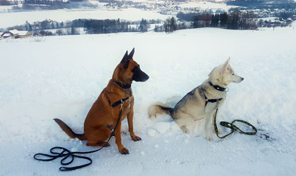 Service promenade chiens