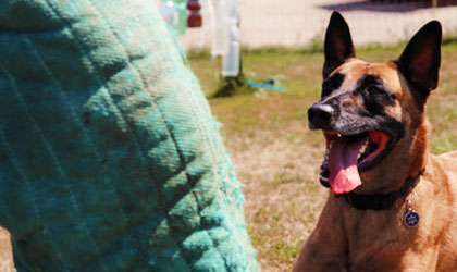 Sports canins de saisie - formation compétition